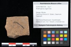 Foto (Objekt + Etikett) von Widdringtonia ungeri Endl. (NHMW-GEO-2024-0188-0138)